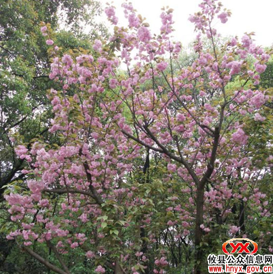 攸县樱花项目经省林业厅专家验收合格