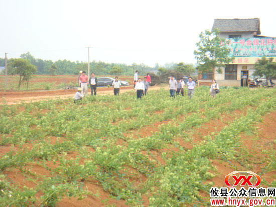 攸县首家金银花合作社种植金银花开始获益