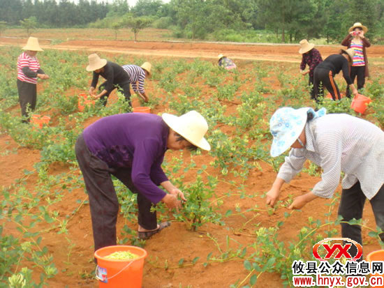 攸县首家金银花合作社种植金银花开始获益