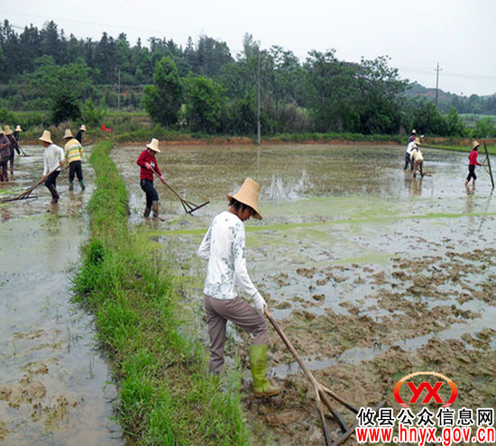 攸县桃水镇忙春播抓水稻病虫防治