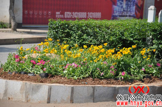 攸县市政园林管理处将换植8万盆鲜花为城区添彩