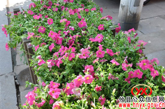 攸县市政园林管理处将换植8万盆鲜花为城区添彩