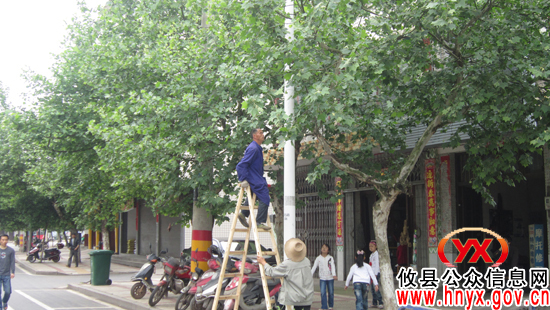 攸县市政园林处对城区内行道树进行修剪