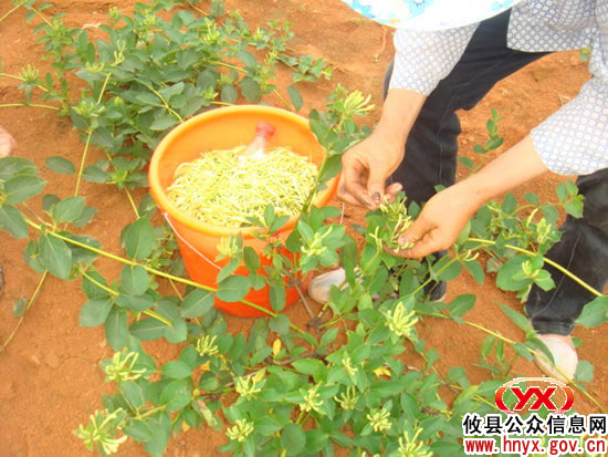 攸县首家金银花合作社种植金银花开始获益