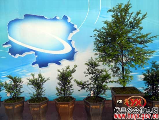 攸县选送的神舟红豆杉盆景获第四届湖南科博金奖