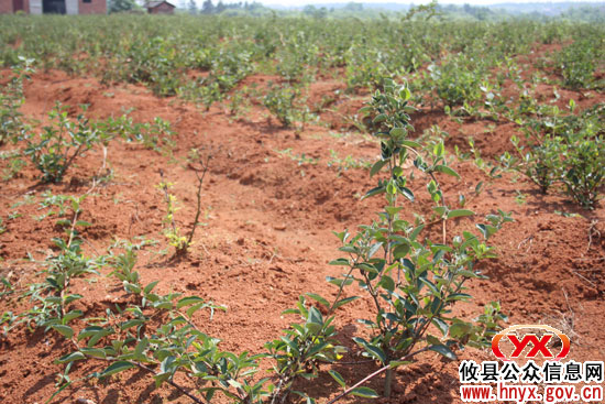 【创先争优】吹响建设社会主义新农村“集结号”——记攸县上云桥镇冯家坳村党支部