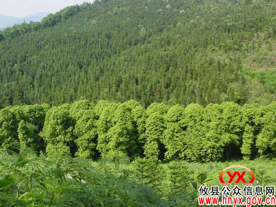 【创先争优】打造绿色新城 实现兴林强县——记攸县林业局党委