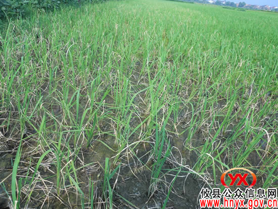 攸县水稻种植专业合作社农田旱情亟待得到解决