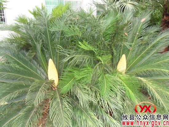 攸县卫生局荣获市级“园林式单位”称号
