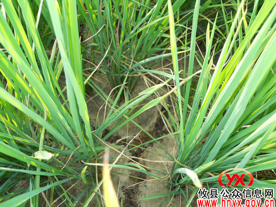 攸县水稻种植专业合作社农田旱情亟待得到解决