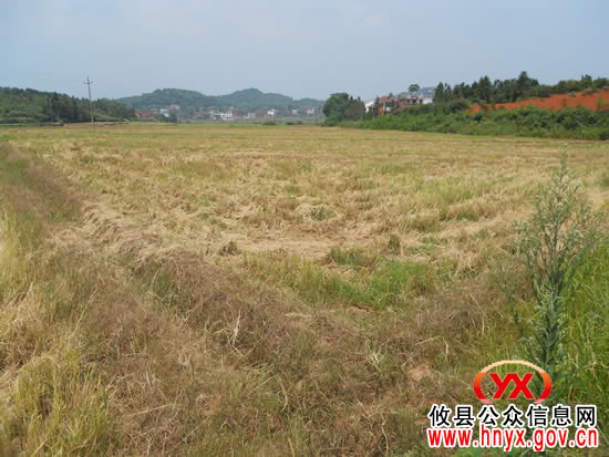 攸县水稻种植专业合作社农田旱情亟待得到解决