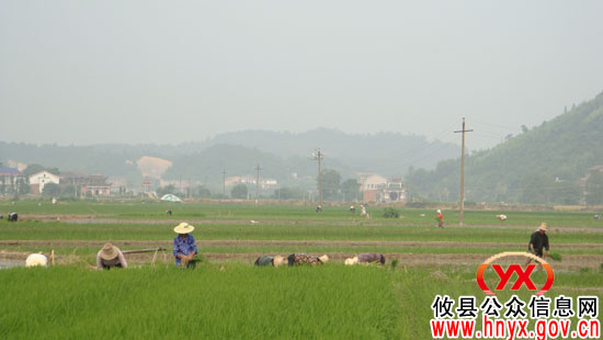 攸县槚山乡多措并举抗旱保“双抢”