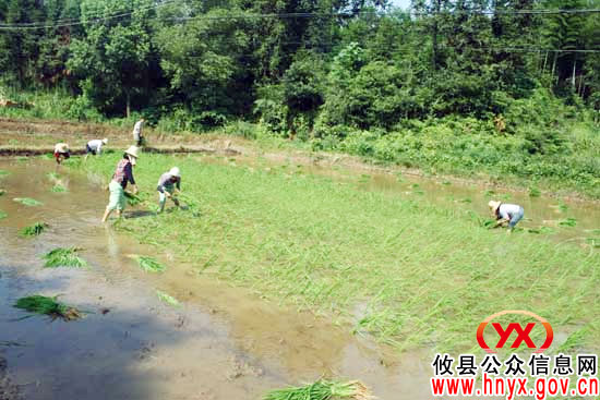 攸县早稻收割已近尾声 正在设法确保晚稻栽插面积