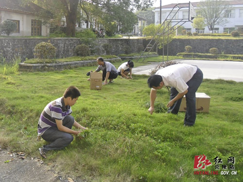 三河镇：干部职工齐除草 清洁家园我在行