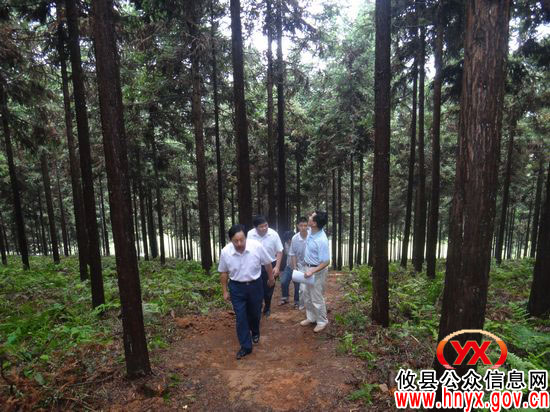省林业厅龙新毛一行到攸县检查指导森林抚育试点工作