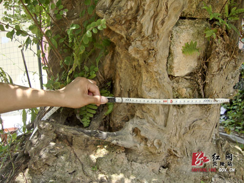 500年围径2.1米古檵木惊现炎陵城