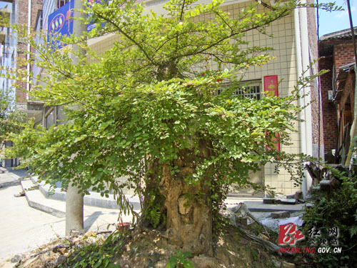 500年围径2.1米古檵木惊现炎陵城