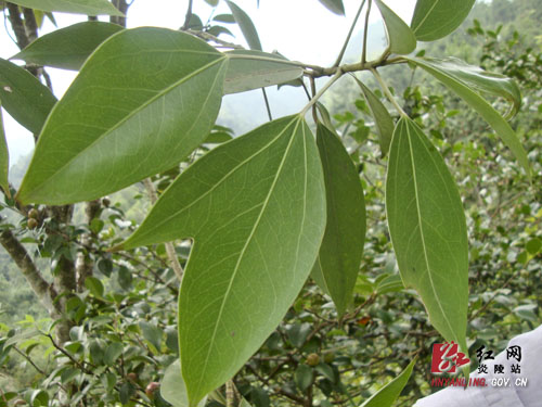 两林科院专家考察炎陵濒危野生植物