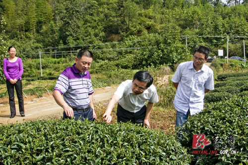 黄诗燕：大力发展特色产业 强力推进山地经济
