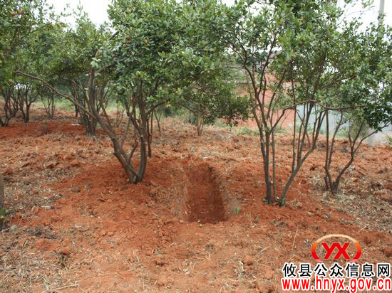 攸县油茶低改显成效 预计今年可产茶油6千吨