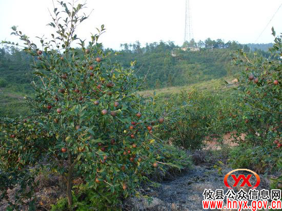 攸县油茶低改显成效 预计今年可产茶油6千吨