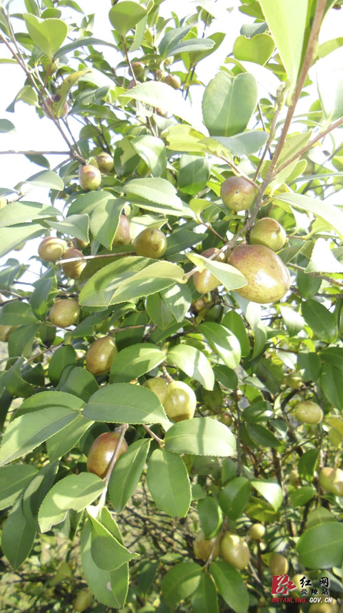 图片新闻：东风乡万亩油茶喜迎丰硕之年