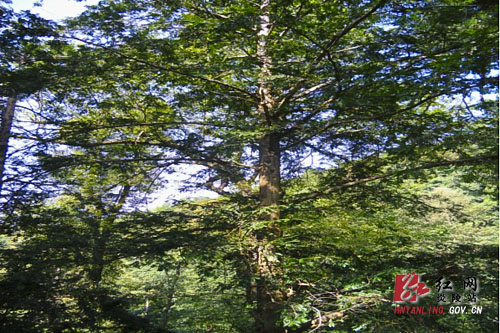 中村乡发现野生红豆杉群落，树龄200年以上达30株