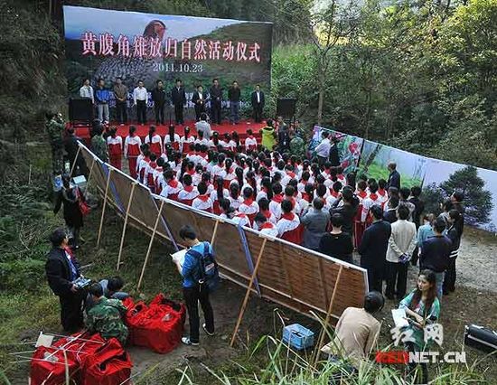 10只黄腹角雉在炎陵找到“新家”（组图）