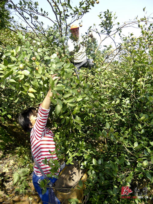图片新闻：东风乡万亩油茶喜迎丰硕之年