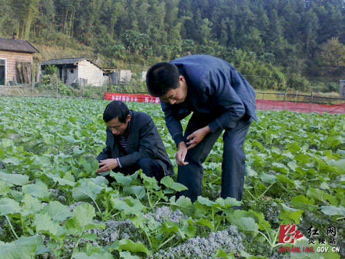 十都镇：三项措施，狠抓秋冬农业生产