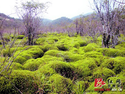 炎陵县开展打击破坏湿地资源专项行动