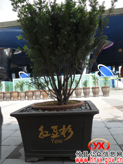 攸县红豆杉种子搭神舟八号飞船游太空已返回地面