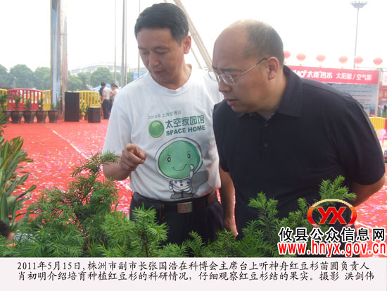 攸县红豆杉种子搭神舟八号飞船游太空已返回地面