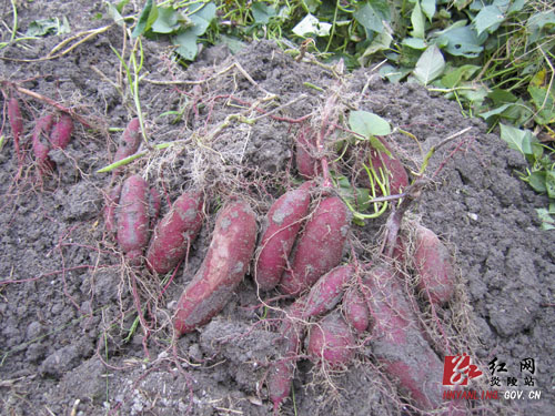 炎陵引进特色红薯试种成功