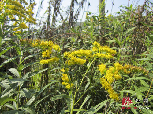 一枝黄花“现身”炎陵 铲除正在进行时