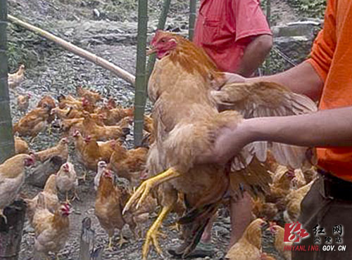 垄溪乡：村民巧用竹林养鸡谋致富