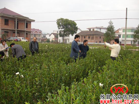 省林业厅种苗站副站长左海松一行来攸县检查造林苗木情况