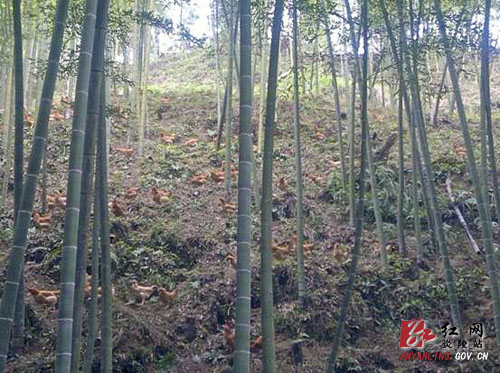 垄溪乡：村民巧用竹林养鸡谋致富