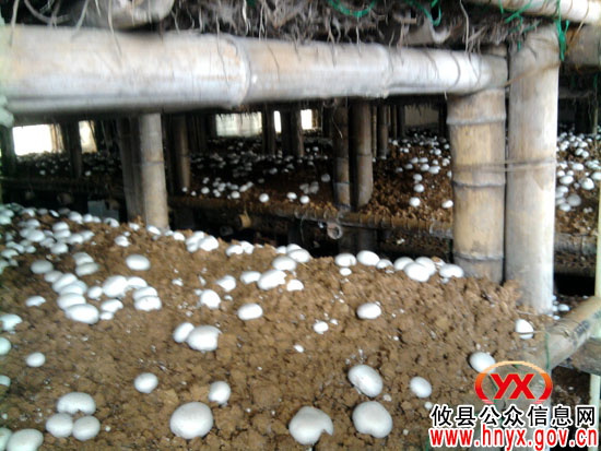 攸县莲塘坳镇潞岭蘑菇喜获丰收并上市