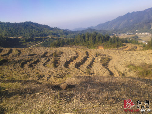 垄溪乡秋田村油茶林基地建设初显雏形