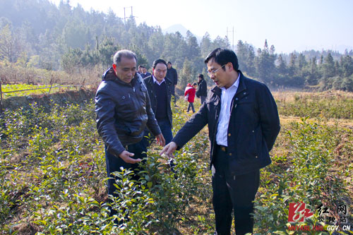 黄诗燕到中村、龙渣乡调研指导工作