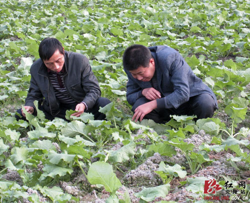 我县万亩油菜长势喜人