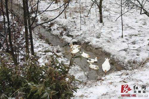 2012年的第一场雪比往年来得早一些[组图]