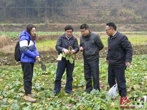 湖南农大教授来炎指导油菜病虫防治工作