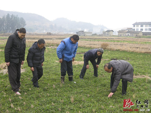 县农业局督导冬种绿肥种植培管工作