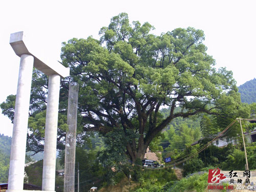 古樟进行巧＂梳妆＂ 高速路边添风景