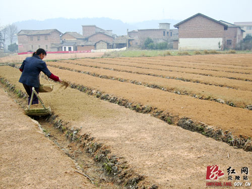 我县最早最大的育苗基地再掀育苗热潮