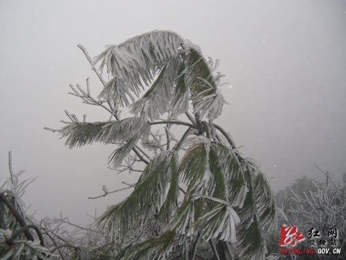 我县迎来2012年第一场春雪
