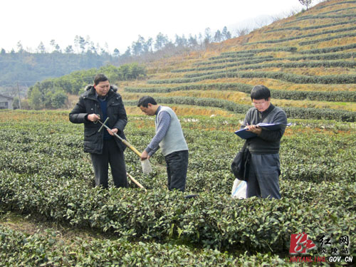 炎陵县为特色茶叶基地配＂营养套餐＂