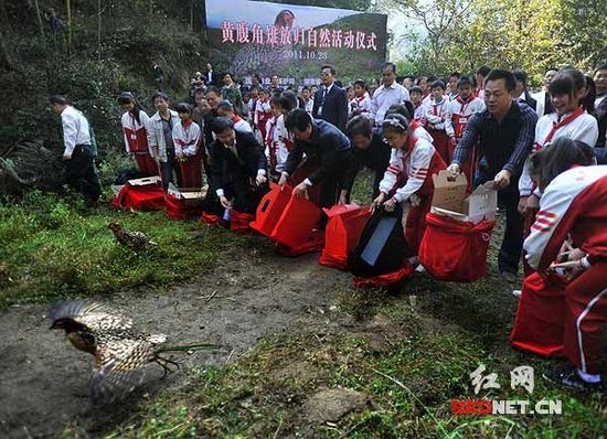 神农谷黄腹角雉放飞获评＂2011动物植物10件大事＂